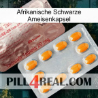Africa Black Ant Capsule new13